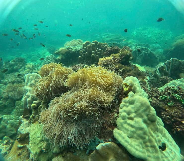 Phu Quoc: Snorkeling and Island Hopping by Speedboat & Lunch - Coral Park Stop and Optional Sea Walking: A Different Marine Experience
