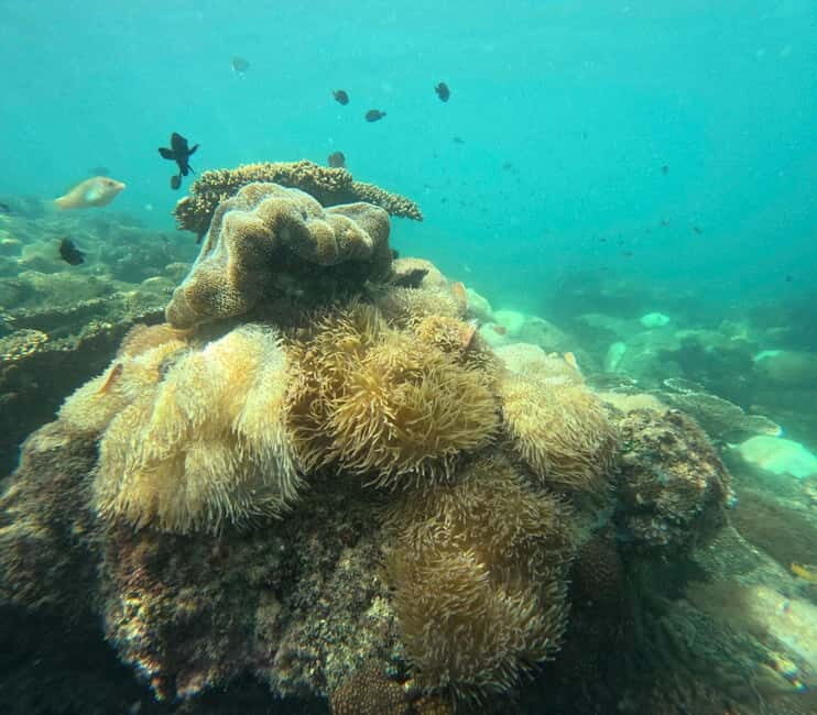 Phu Quoc: Snorkeling and Island Hopping by Speedboat & Lunch - Gam Ghi Island Snorkeling: Making the Most of Your Time in Clear Water