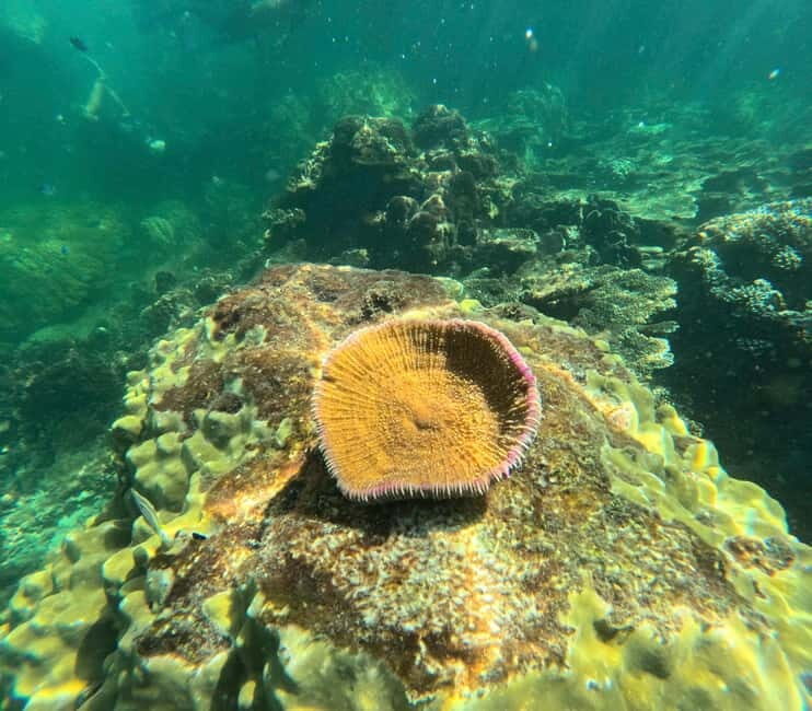 Phu Quoc: Snorkeling and Island Hopping by Speedboat & Lunch - Price Check: Why Around $53 Can Be Fair Value