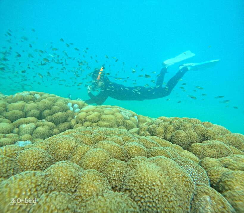 Phu Quoc: Speed Boat Tour 4 Islands - 2 Reefs Snorkeling - Reef expectations: what you should look for (and why it may not be Caribbean-bright)