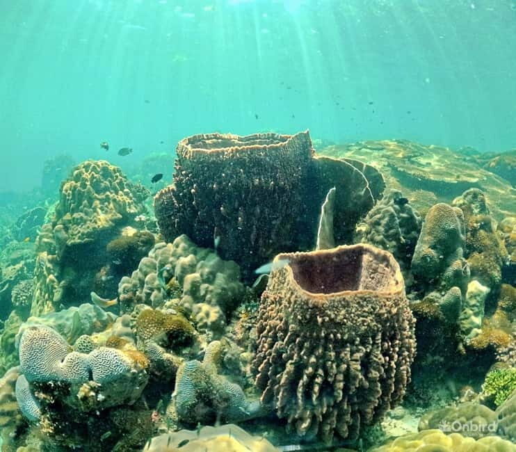 Phu Quoc Speedboat Pro Snorkeling: 4 Islands-2 Reefs & Meal - Reef rules that actually improve what you see