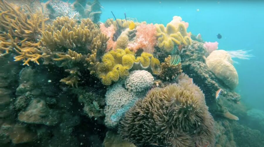 Phu Quoc: Speedboat Tour of 4 Islands with Snorkeling & BBQ - Who This Tour Is Best For