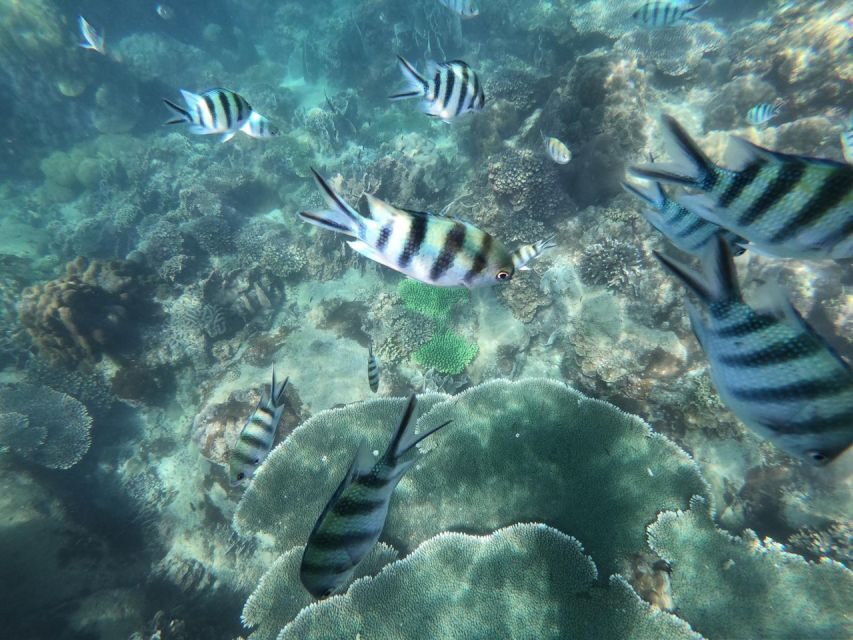 Phu Quoc: Speedboat Tour of 4 Islands with Snorkeling & BBQ - Weather, Wildlife, and the Stuff You Should Pack