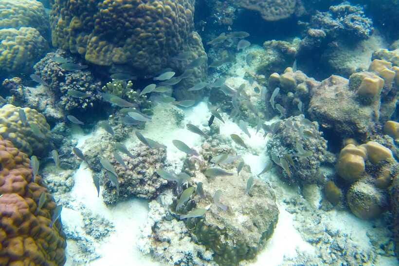 PHU QUOC TRIP 2: 2 ISLANDS BY BOAT - May Rut Island: Swimming Around Lagoons and Beach Bar Time