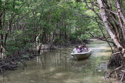 Private Can Gio Mangrove Eco Tour – Boat & Wildlife - The Speedboat Ride Into Can Gio’s Mangrove World
