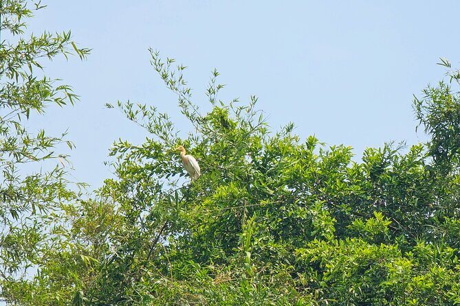 Private Full Day Mekong Delta Tour to Dong Thap Muoi Wetlands - Key highlights at a glance