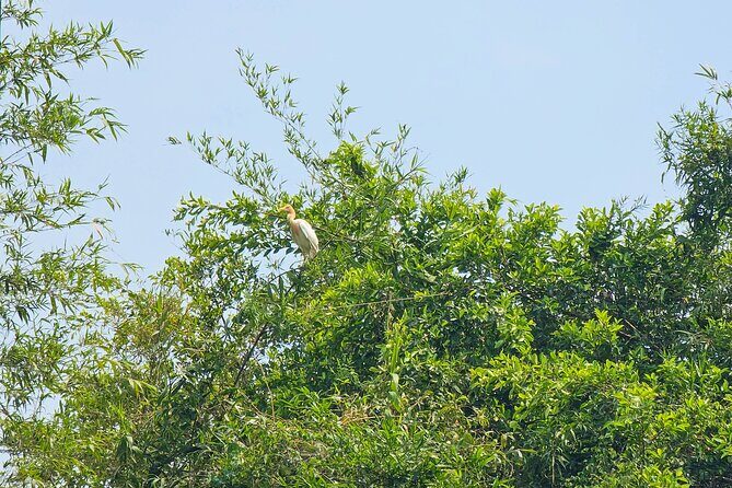 Private Full Day Mekong Delta Tour to Dong Thap Muoi Wetlands - Pineapple Plantation Visit: Rural Change You Can See