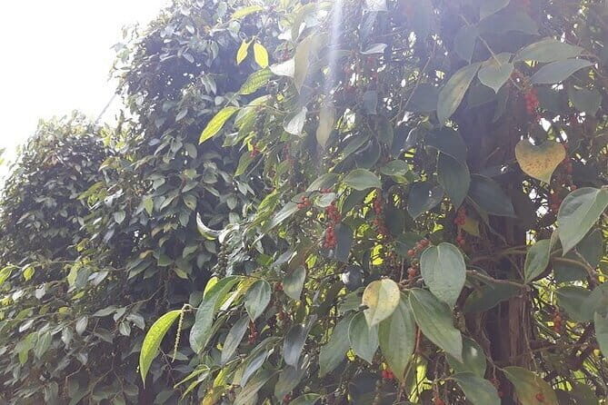 Private Tour Around Phu Quoc Island - Pepper farm stop: learning how black and white pepper happens