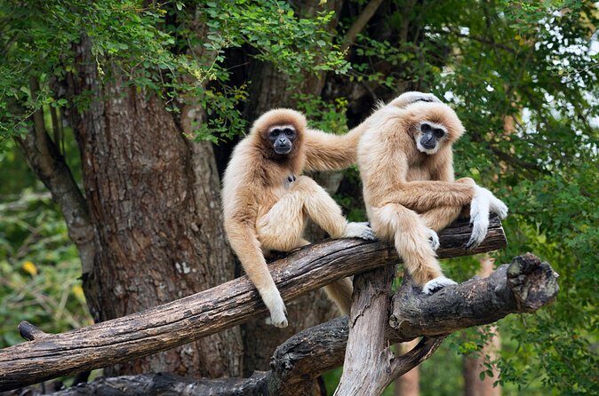 Private Tour: Cu Chi Tunnels and Cao Dai Temple - Included comfort: what $97 buys beyond the tickets