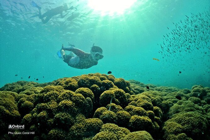 PRO-SNORKELING to Explore Hidden Coral Reefs (MAX 10 PAX) - Why An Thoi reefs feel calmer and easier to enjoy