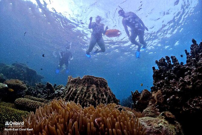 PRO-SNORKELING to Explore Hidden Coral Reefs (MAX 10 PAX) - The second reef area: the two-stop plan and how to spot the good moments