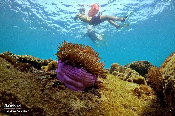 PRO-SNORKELING to Explore Hidden Coral Reefs (MAX 10 PAX) - Gear quality: why the included mask and fins matter