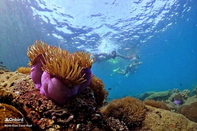 PRO-SNORKELING to Explore Hidden Coral Reefs (MAX 10 PAX) - Marine life and sea views: what you should expect to see
