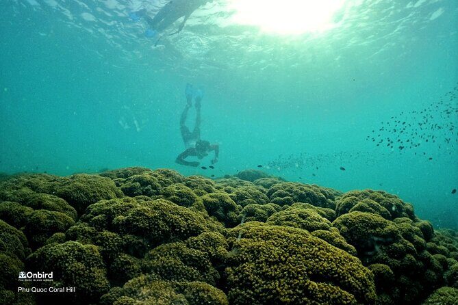 PRO-SNORKELING to Explore Hidden Coral Reefs (MAX 12 PAX) - Pickup timing and the 5–6 hour shape of the day
