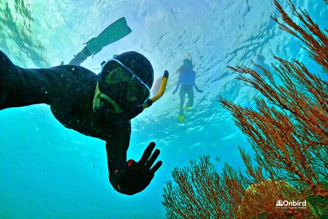 PRO-SNORKELING to Explore The Coral Jungle REEF (MAX 10 PAX) - Quick hits
