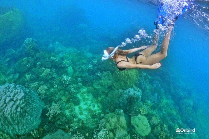 PRO-SNORKELING to Explore The Coral Jungle REEF (MAX 10 PAX) - North Phu Quoc Snorkeling: Why This Reef Trip Feels More Local