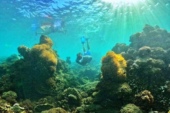 PRO-SNORKELING to Explore The Coral Jungle REEF (MAX 10 PAX) - Coral Jungle Reef Right Now: Expect Fish, Adjust Expectations on Color