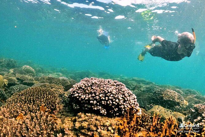PRO-SNORKELING to Explore The Coral Jungle REEF (MAX 10 PAX) - Snorkeling Time, Swimming, and Breath-Hold Experience Levels