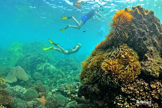 PRO-SNORKELING to Explore The Coral Jungle REEF (MAX 10 PAX) - Private Beach Break + Sunset Dinner on Phu Quoc