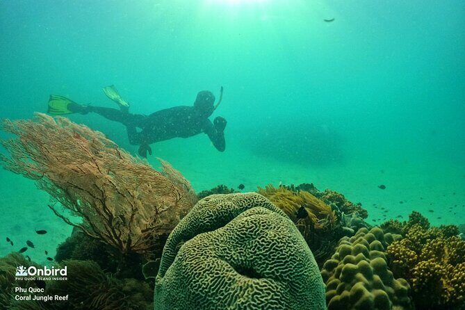 PRO-SNORKELING to Explore The Coral Jungle REEF (MAX 10 PAX) - Price Value: What $58.26 Gets You (and What It Doesn’t)