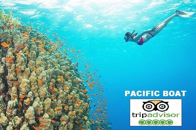 REAL snorkel &island hopping by SPEEDBOAT-EXPLORE CUISINES(MAX12) - Coconut Island and fish feeding: where the fun turns playful
