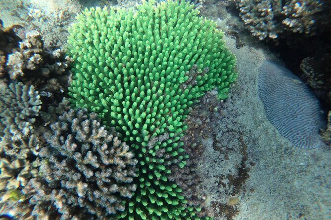 REAL snorkel &island hopping by SPEEDBOAT-EXPLORE CUISINES(MAX12) - The fourth island: Bom Island and weather-driven reroutes