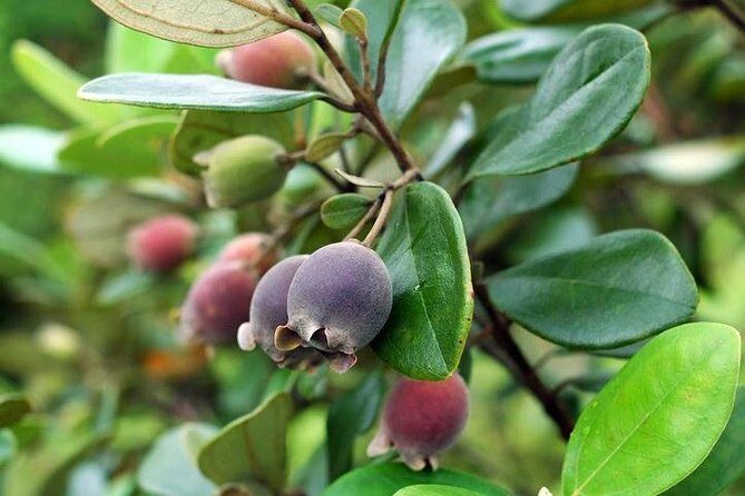 RED RIVER TOUR (Private Tour): LAND ISLAND TOUR AROUND THE SOUTH - Fish Sauce Factory and Bee Farm: Smell, Sip, and Conservation