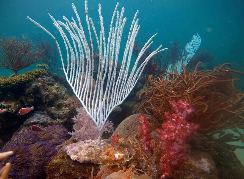 Red River Tours - Sea Walking Experience in Phu Quoc - Timing and Itinerary: Two Daily Slots From Duong Dong