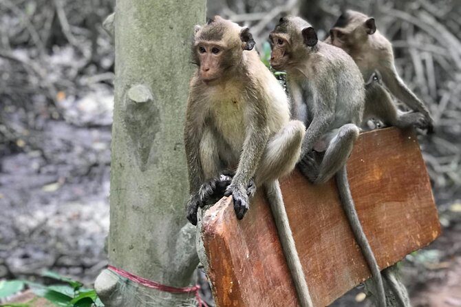 Small-Group Tour to Can Gio Vam Sat Mangrove Forest - Crocodile lake walk and the chance of wild monkeys