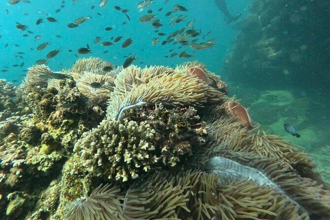 Snorkeling tour to South of Phu Quoc Island & BBQ ( Max 10 PAX ) - Price and value: why $60 can make sense