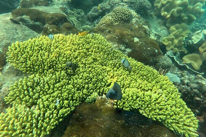 Snorkeling tour to South of Phu Quoc Island & BBQ ( Max 10 PAX ) - Who this snorkel-and-BBQ tour fits best