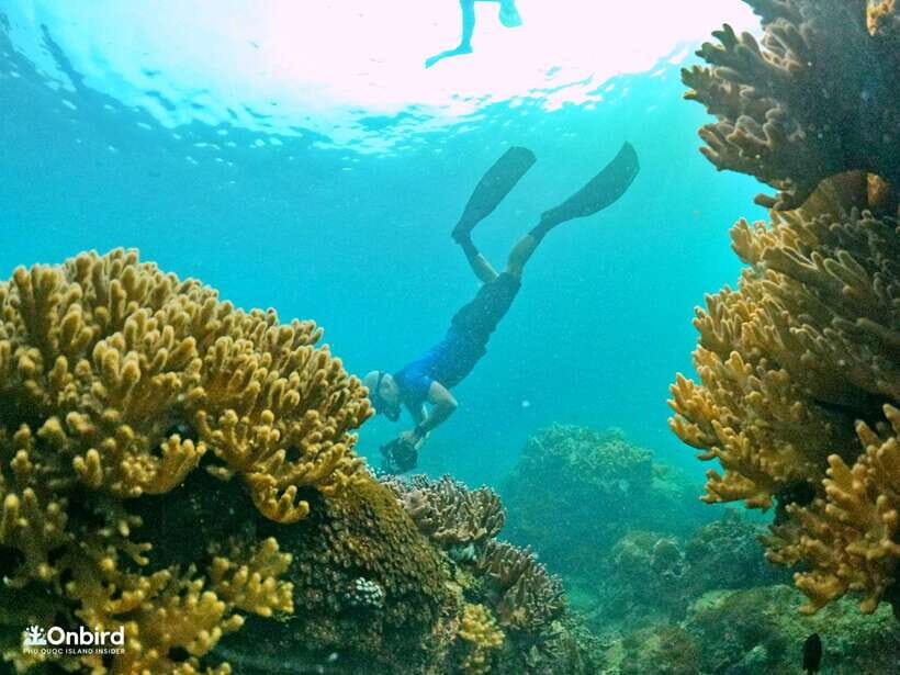 South Phu Quoc: Pro Snorkeling Tour by Speedboat - South Phu Quoc Snorkeling by Speedboat: The Value Behind the $51 Price
