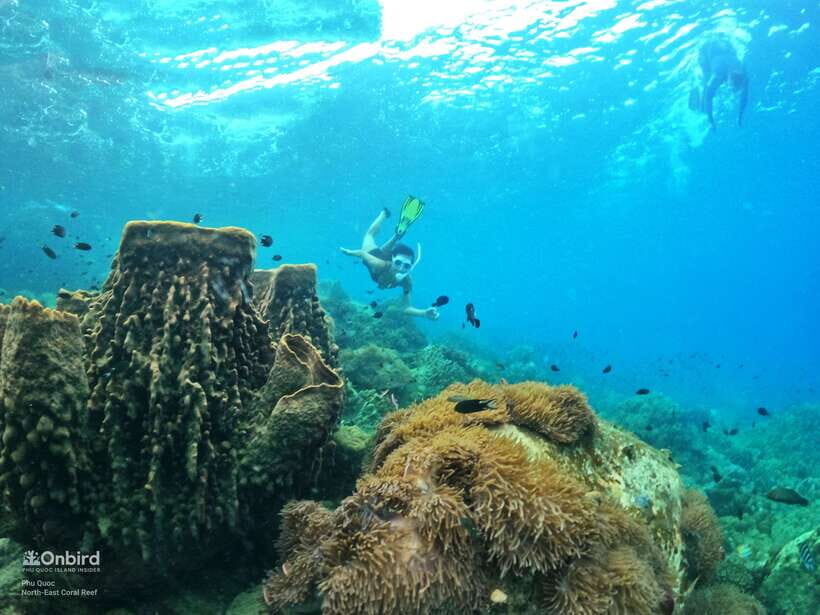 South Phu Quoc: Pro Snorkeling Tour by Speedboat - Timing and Water Conditions: Why Your Coral Spots Might Change