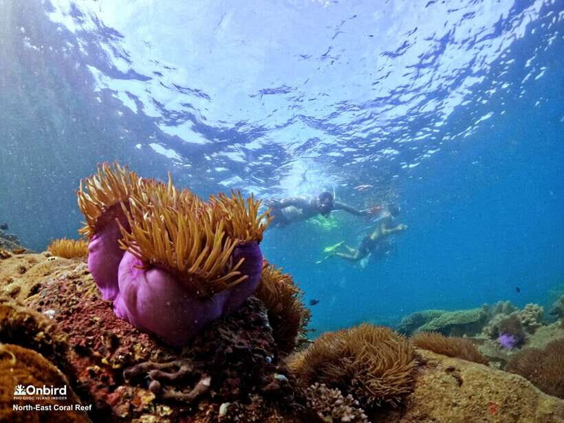 South Phu Quoc: Pro Snorkeling Tour by Speedboat - Shallow Prep, Safety Checks, and Reef Rules That Keep It Comfortable