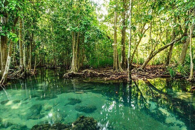 Vam Sat Mangrove Forest - VIP Private Tour - Bat sanctuary zone: seeing wildlife in motion, not a zoo setting