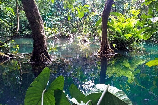 Vam Sat Mangrove Forest - VIP Private Tour - Bird sanctuary visit: scale that’s hard to fake